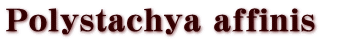Polystachya affinis@
