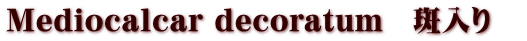 Mediocalcar decoratum@@