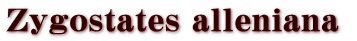 Zygostates alleniana 