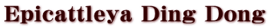 Epicattleya Ding Dong 