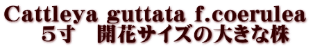 Cattleya guttata f.coerulea@ T@JԃTCY̑傫Ȋ
