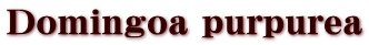 Domingoa purpurea