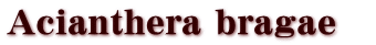 Acianthera bragae@