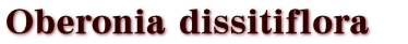 Oberonia dissitiflora@