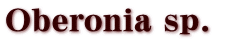 Oberonia sp. 