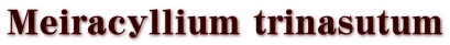 Meiracyllium trinasutum