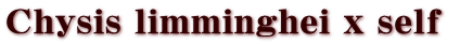 Chysis limminghei x self 